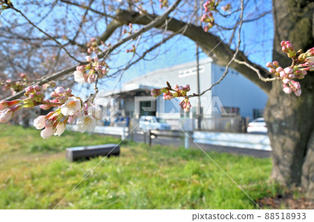 Spring of Akahori River Shinozu Sakuratsutsumi and Industrial Complex Okegawa City, Saitama Prefecture Spring of Akahori River Shinozu Sakuratsutsumi and Industrial Complex Okegawa City, Saitama Prefecture 88518933