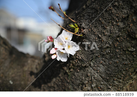Spring of Akahori River Shinozu Sakuratsutsumi and Industrial Complex Okegawa City, Saitama Prefecture Spring of Akahori River Shinozu Sakuratsutsumi and Industrial Complex Okegawa City, Saitama Prefecture 88518939