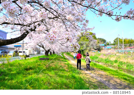 赤堀川之泉 忍津櫻潼和工業園區 賞櫻花的人們 埼玉縣 岡川市 88518945