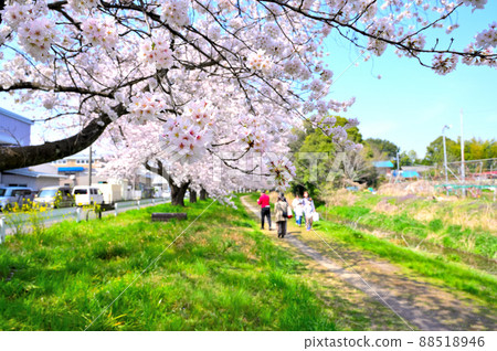 赤堀川之泉 忍津櫻潼和工業園區 賞櫻花的人們 埼玉縣 岡川市 88518946