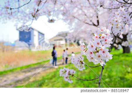 赤堀川之泉 忍津櫻潼和工業園區 賞櫻花的人們 埼玉縣 岡川市 赤堀川之泉 忍津櫻潼和工業園區 賞櫻花的人們 埼玉縣 岡川市 88518947