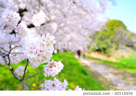 赤堀川之泉 忍津櫻潼和工業園區 賞櫻花的人們 埼玉縣 岡川市 赤堀川之泉 忍津櫻潼和工業園區 賞櫻花的人們 埼玉縣 岡川市 88518950