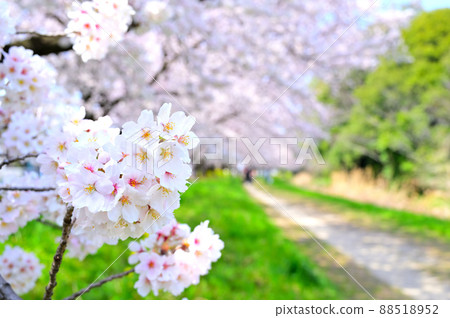 赤堀川之泉 忍津櫻潼和工業園區 賞櫻花的人們 埼玉縣 岡川市 88518952