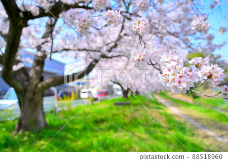 Spring of Akahori River Shinozu Sakuratsutsumi and Industrial Complex Okegawa City, Saitama Prefecture Spring of Akahori River Shinozu Sakuratsutsumi and Industrial Complex Okegawa City, Saitama Prefecture 88518960