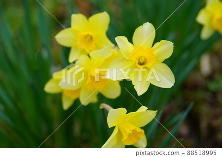 Young and fresh daffodils 88518995