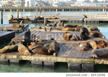 San Francisco Pier 39 Sea Lion 88518996