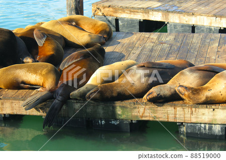 San Francisco Pier 39 Sea Lion San Francisco Pier 39 Sea Lion 88519000