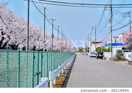 埼玉縣岡川市東部工業園區的一排櫻花樹 埼玉縣岡川市東部工業園區的一排櫻花樹 88519044
