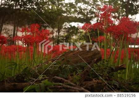 Cluster amaryllis surrounding a fallen tree 88519156