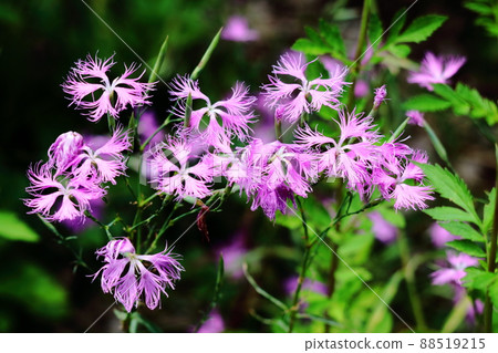 Beautiful woman Beautiful woman 88519215