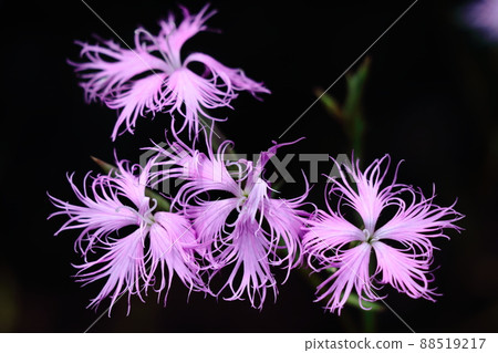 美麗的女人 美麗的女人 88519217