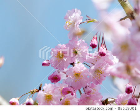 Nishina Haruka Nishina Haruka 88519301