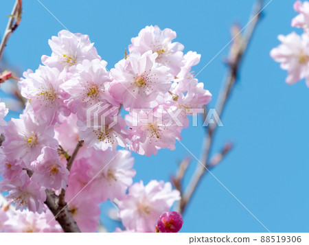 Nishina Haruka Nishina Haruka 88519306