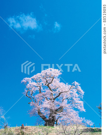 Single Cherry Blossom-The Great Cherry Blossoms of Shionozaki (2020) 88519893