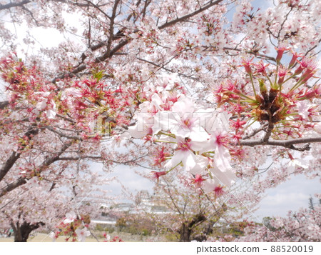 Cherry blossoms 88520019