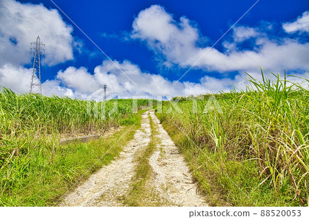 Road to the sugar cane field leading to the sky 4 88520053