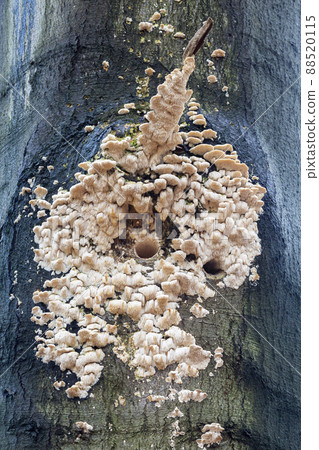 Spongy-toothed polypore (Spongipellis pachyodon) Spongy-toothed polypore (Spongipellis pachyodon) 88520115