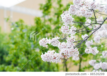 Cherry tree in full bloom  88520209
