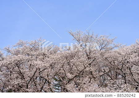 櫻花盛開 櫻花盛開 88520242