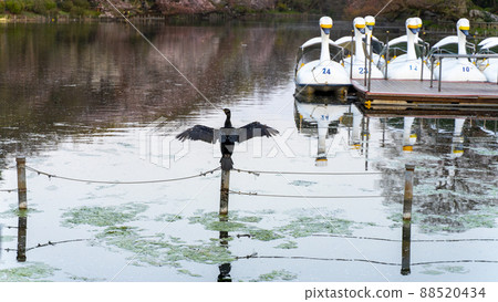 Swan boat and birds 88520434