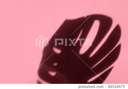 Creative copyspace with shadows on a shiny soft pink wall. Top view of leaves shadows on the pink background. Flat lay style. Minimal summer concept with tree leaf 88520475