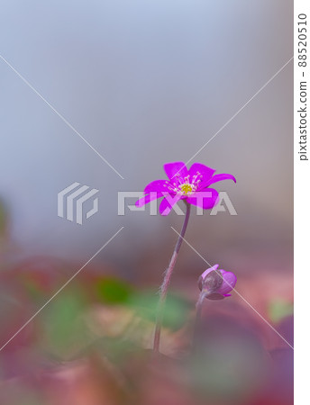 Liverwort Hepatica nobilis flowers on a forest floor on sunny afternoon. Spring purple flowers Hepatica nobilis in the forest. Pink flowers of Hepatica Nobilis close-up 88520510