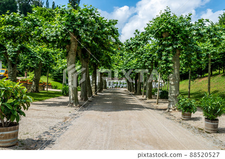 Street with trees at Fuerstenlager Park during summer, Bensheim Auerbach, germany 88520527