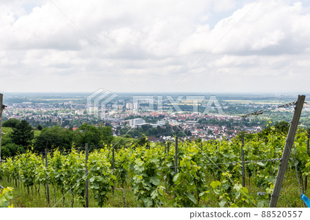Vine field with Bensheim city in background, summer, germany Vine field with Bensheim city in background, summer, germany 88520557