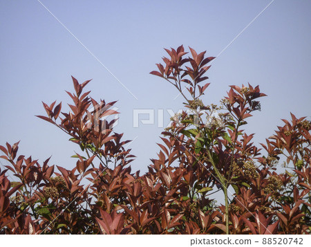 Hedge, Red Tip Photinia 88520742