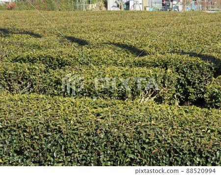 Tea plantation Tea plantation 88520994