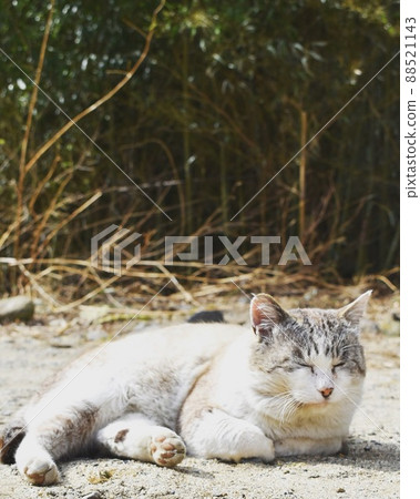 A leisurely stray cat in Shosenkyo A leisurely stray cat in Shosenkyo 88521143