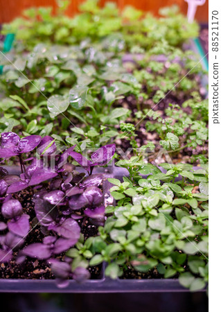 Growing plants under lamps with drops of water on them Growing plants under lamps with drops of water on them 88521170
