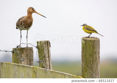 Black-tailed godwit and yellow wagtail on a wooden fence Black-tailed godwit and yellow wagtail on a wooden fence 88521817