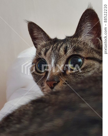 Cute cat 88522210