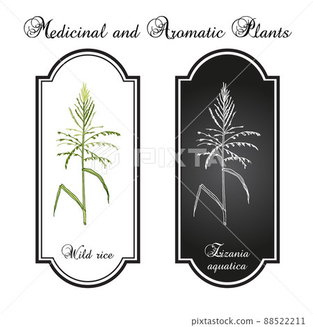Wild rice Zizania aquatica , state grain of Minnesota 88522211