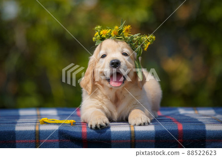 happy labrador puppy outdoors 88522623