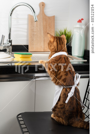 Charming Bengal cat washes dishes in the home kitchen. Charming Bengal cat washes dishes in the home kitchen. 88522854