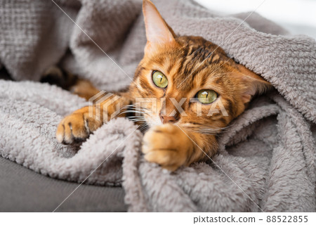 Cute sleepy cat peeks out from under the blanket Cute sleepy cat peeks out from under the blanket 88522855