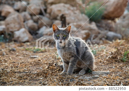 Street cat with torn ear in Ayia Napa, Cyprus. 88522950