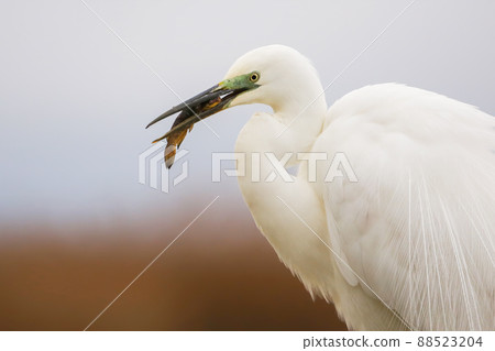 Great egret hunting fisht in wetland in spring in close up 88523204