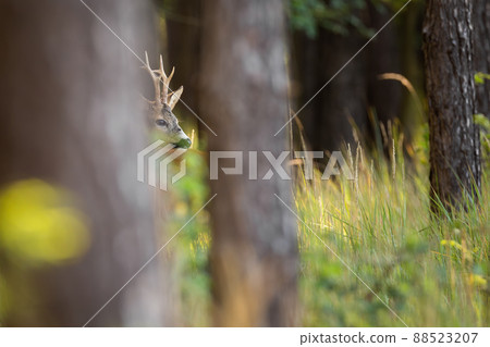 Shy roe deer buck hiding behind trees in summer forest 88523207