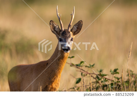 Close-up view of a roe deer alert buck facing camera on summer meadow 88523209