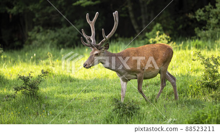 red deer moving on growing meadow in spring sunlight 88523211