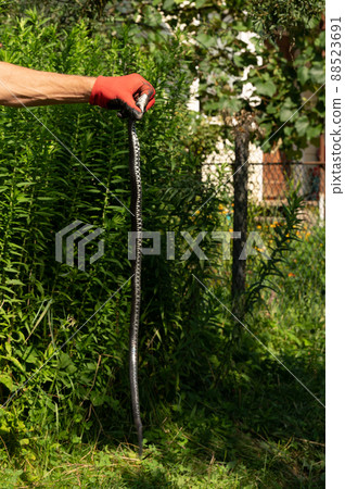 Natrix is a non-venomous snake, a long and black reptile. Natrix is a non-venomous snake, a long and black reptile. 88523691