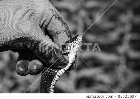 Snake in human hands, Natrix is a genus of non-venomous snakes of the snake family. Snake in human hands, Natrix is a genus of non-venomous snakes of the snake family. 88523697