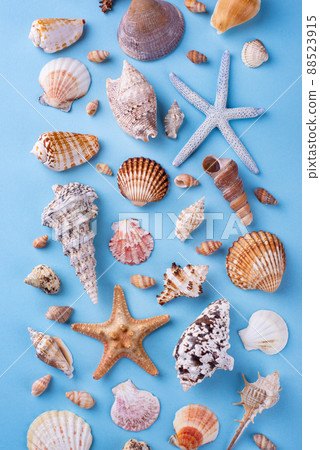 Summer nautical marine background with shell Summer nautical marine background with shell 88523915
