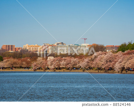 Beautiful skyline of downtown with cherry blossom 88524146