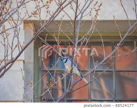Closese up shot of Blue Jay on a branch Closese up shot of Blue Jay on a branch 88524177