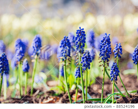 Sunny view of many Muscari flower blossom in Francis Scott Key Memorial Sunny view of many Muscari flower blossom in Francis Scott Key Memorial 88524196