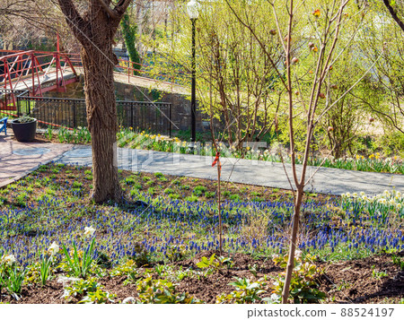 Sunny view of many Muscari flower blossom in Francis Scott Key Memorial Sunny view of many Muscari flower blossom in Francis Scott Key Memorial 88524197